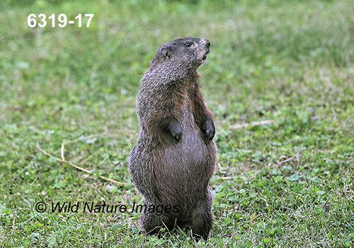 Marmota-monax Woodchuck